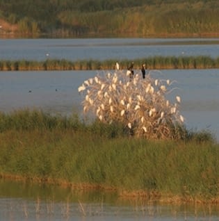Observació d'ocells a l'estany d'Ivars i Vilasana